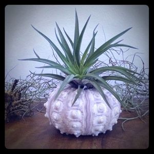 Artistic Airplants